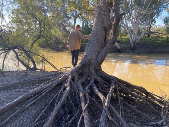 The exposed roots of a riverside tree