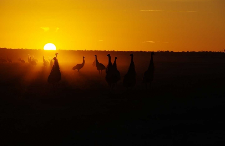 Emus at sunset