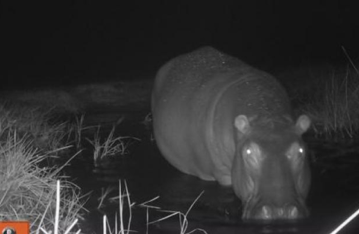 Hippo at night