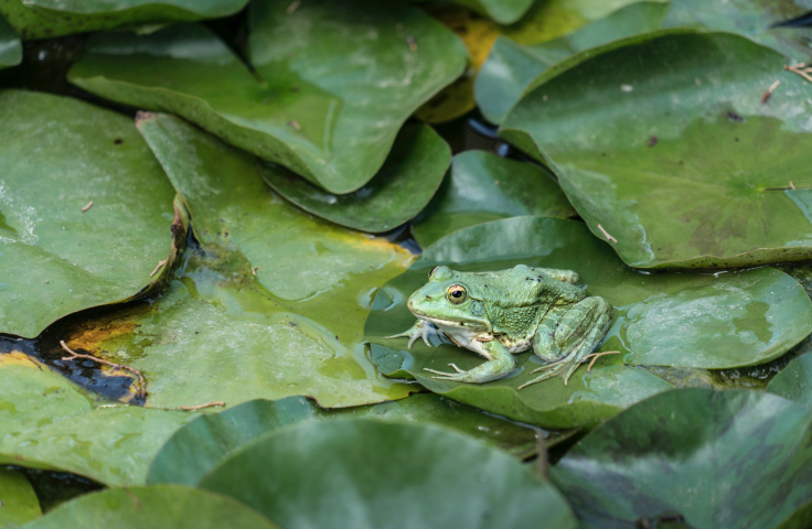 A green frog is sitting among lilypads