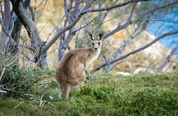A kangaroo is looking into the camera, surrounded by semi-arid bushland