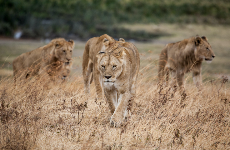 Lions walking in dried grass