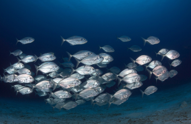 A school of silver fish