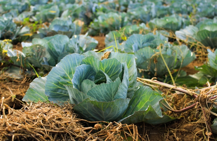 A cabbage is in focus in the foreground. Multiple rows of cabbages are in the back. The cabbages are planted in soil. 