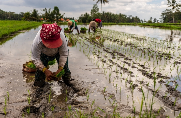 A producer is kneeling in the foreground in a wet rice padding planting by hand.