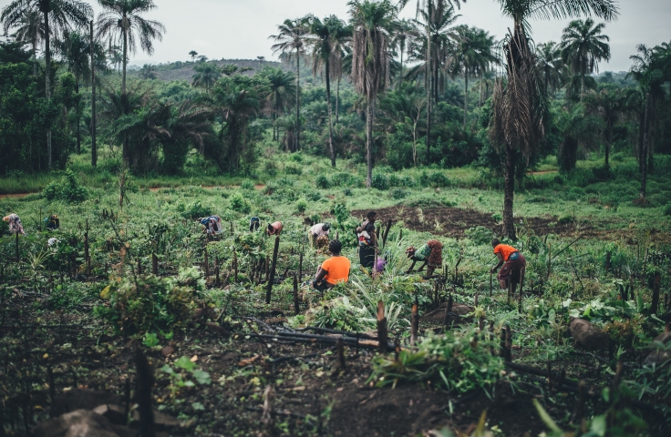 This image has a lush forested backdrop. In the foreground, female farmers are harvesting cassava.