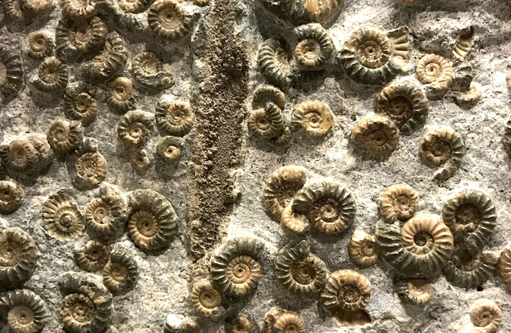 A large number of shell fossils on a smooth surface