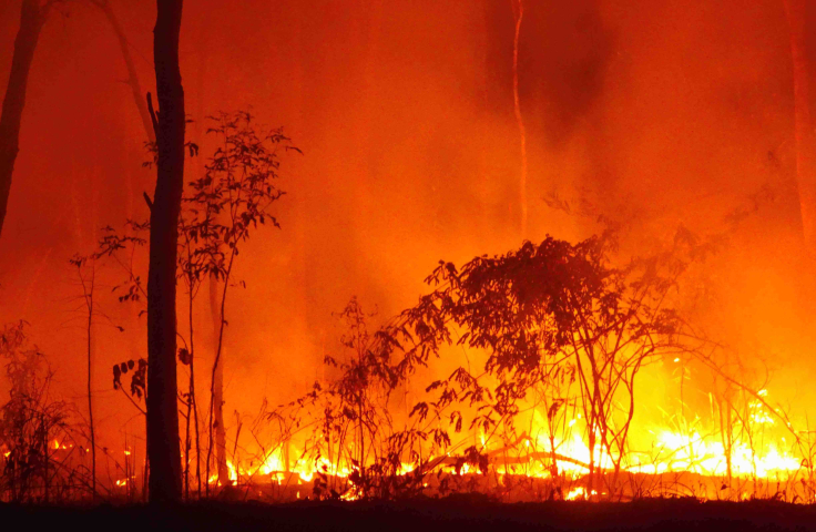 A bushfire burning in Australian flora