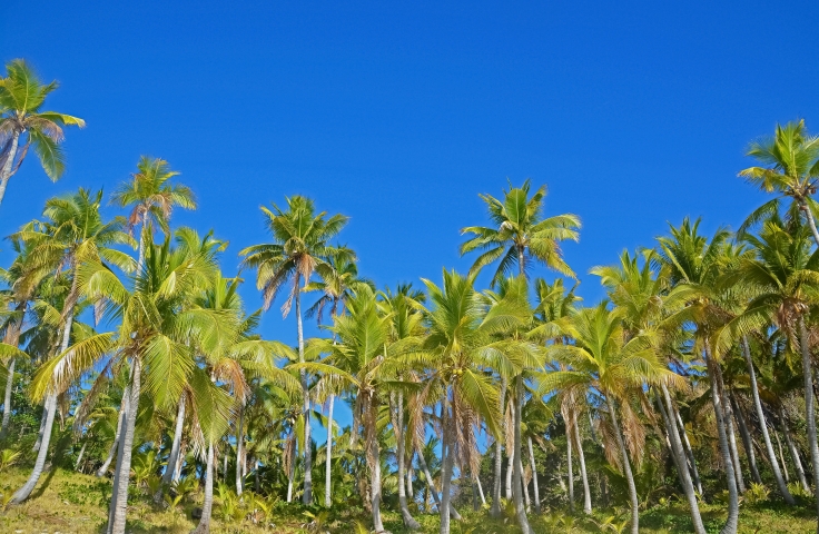 In the foreground is a rainforest located on the Yasawa Islands of Fiji. The sky behind it is blue.