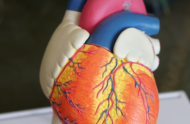 A medical diorama of a heart