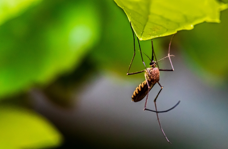 A mosquito is in focus, hanging off a vibrant green leaf.